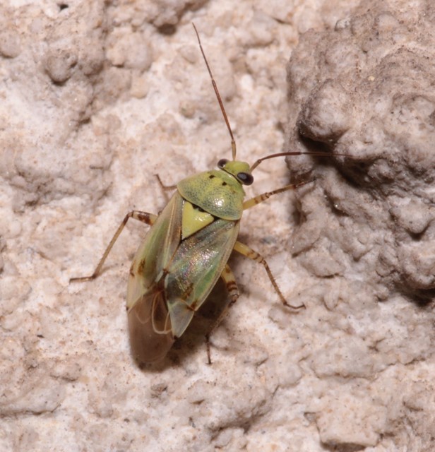 Lygus gemellatus - világoszöld mezeipoloska