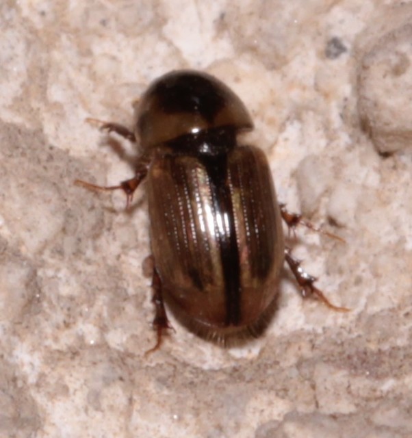 Aphodius lividus - turjáni trágyabogár