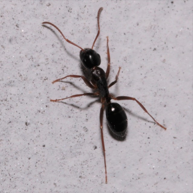 Camponotus fallax - ligeti lóhangya