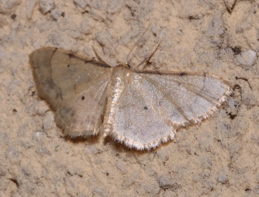 Idaea politaria - vonalas apróaraszoló