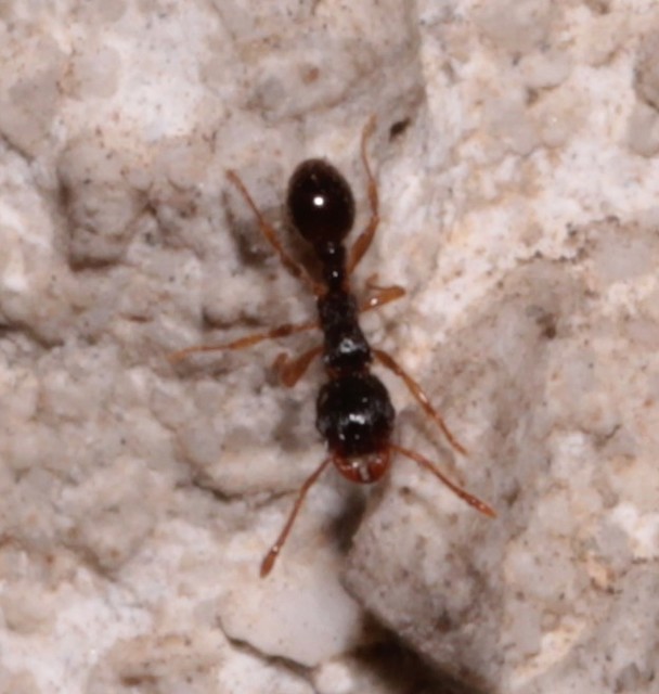 Tetramorium