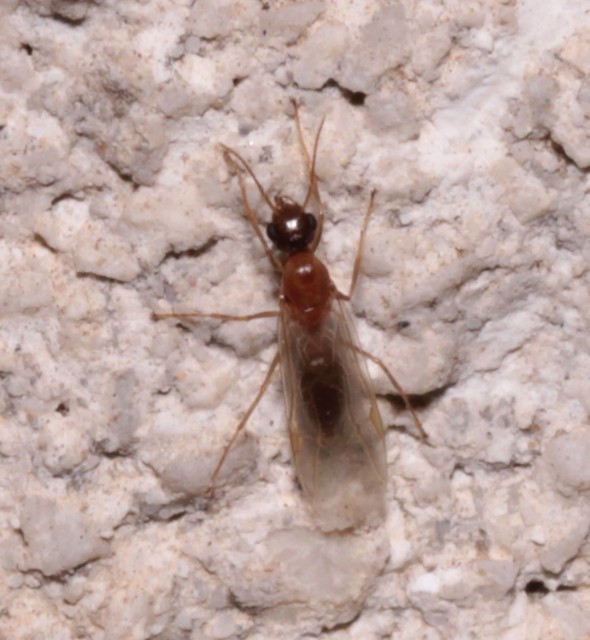 Colobopsis truncata - kapushangya