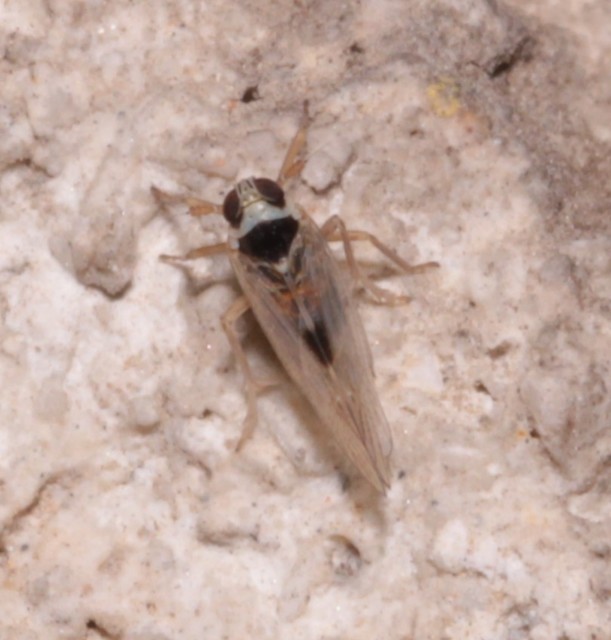 Laodelphax striatellus