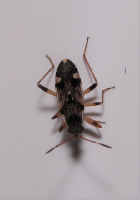 Beosus maritimus - homoki bodobács