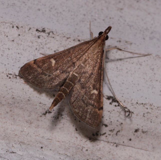 Dolicharthria punctalis - hosszúlábú tűzmoly
