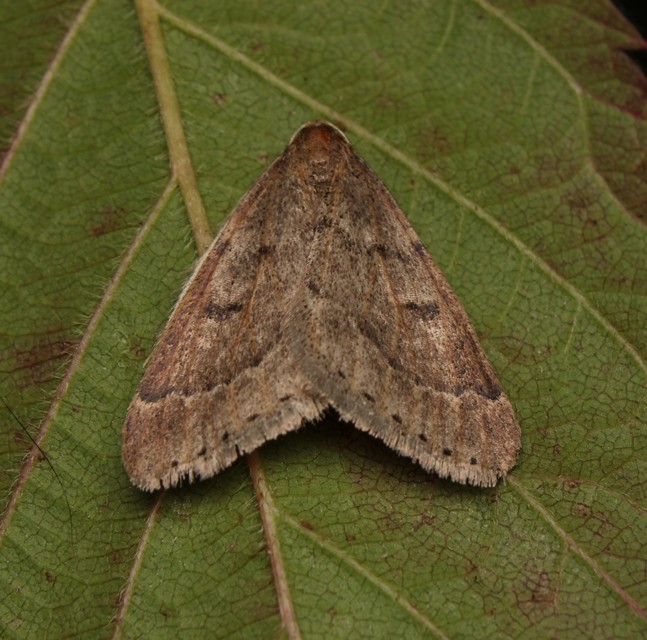 Theria rupicapraria - tavaszi kökényaraszoló