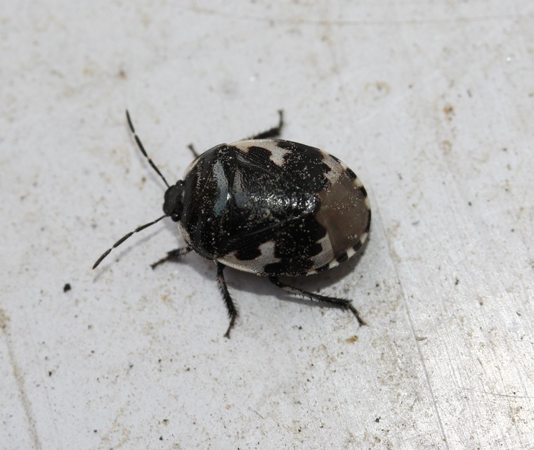 Tritomegas bicolor - foltos földipoloska
