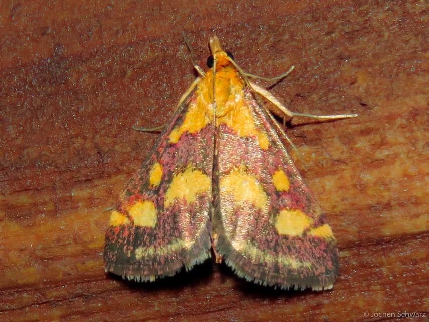 Pyrausta purpuralis - közönséges bíbormoly