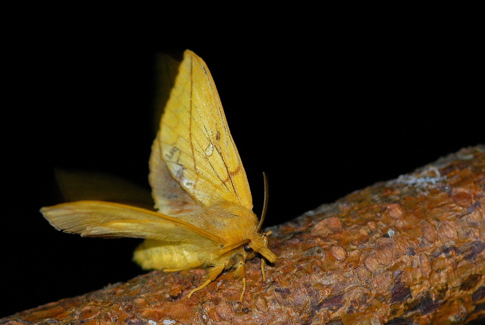 Euthrix potatoria - szomjas pohók