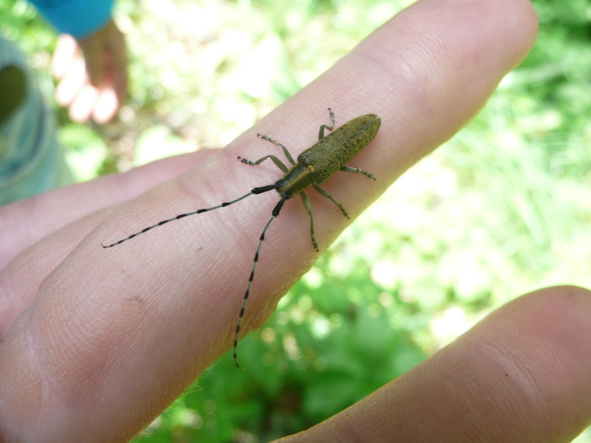 Agapanthia villosoviridescens - fehérgyűrűs bogáncscincér