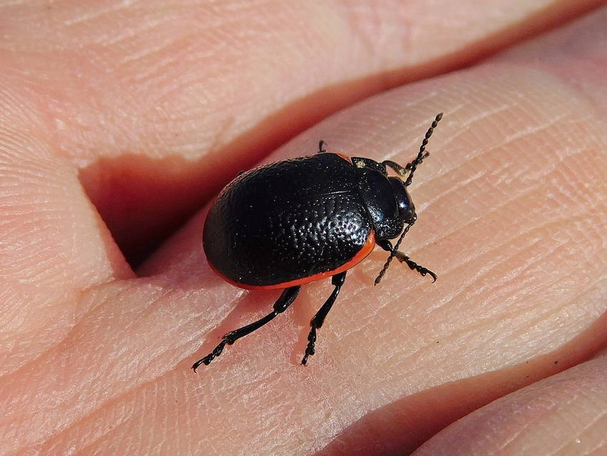 Chrysolina kuesteri - ráncos szegélyeslevelész