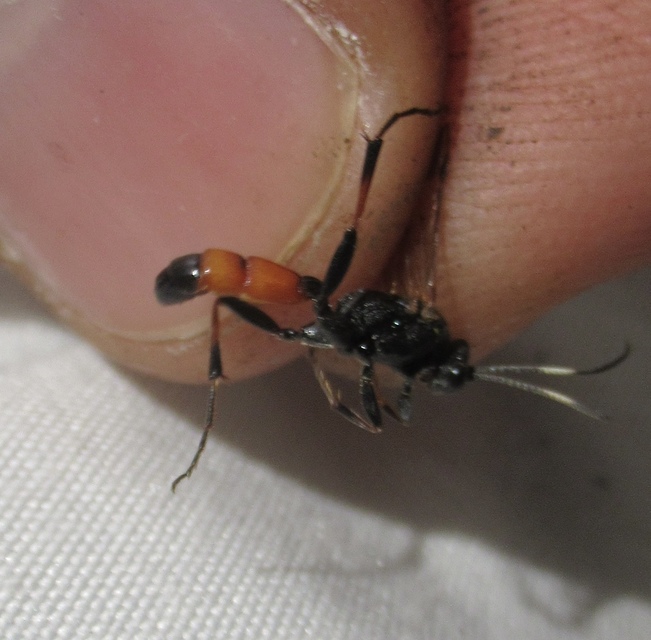 Spilothyrateles illuminatorius