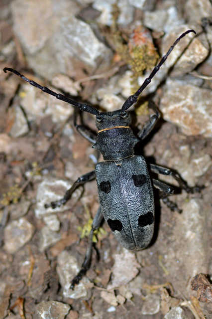 Morimus asper funereus - gyászcincér