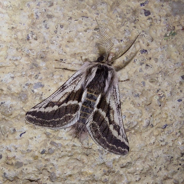 Lycia zonaria - öves tavasziaraszoló