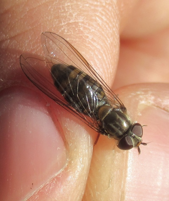 Episyrphus balteatus - ékfoltos zengőlégy