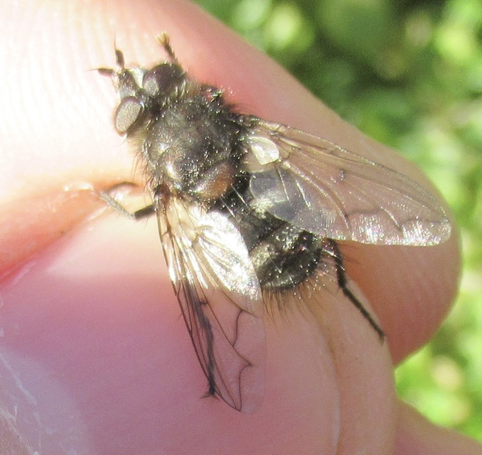Ernestia puparum