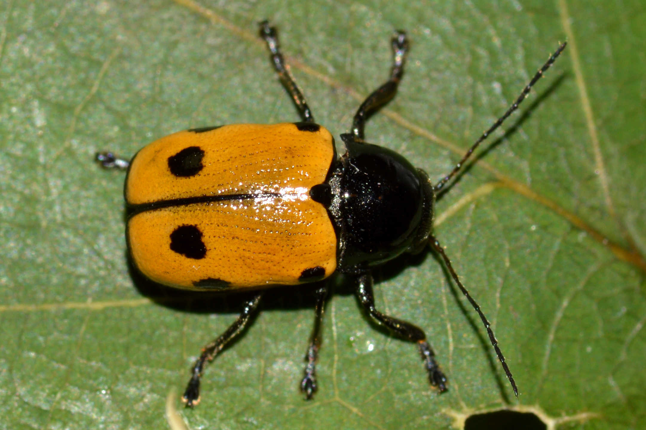 Cryptocephalus imperialis - daliás zömökbogár