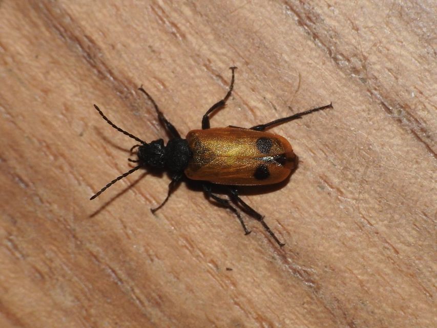 Apalus bimaculatus - kétfoltos élősdibogár