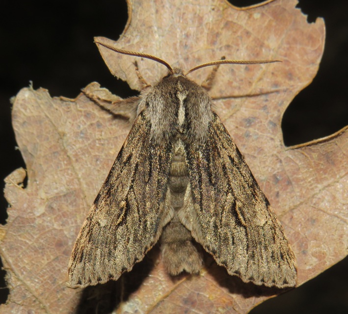 Brachionycha nubeculosa - zömök fésűsbagoly
