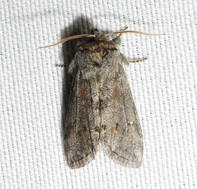 Asphalia ruficollis - vörösnyakú pihésszövő