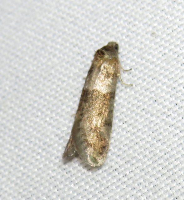 Tortricodes alternella - tavaszi sodrómoly