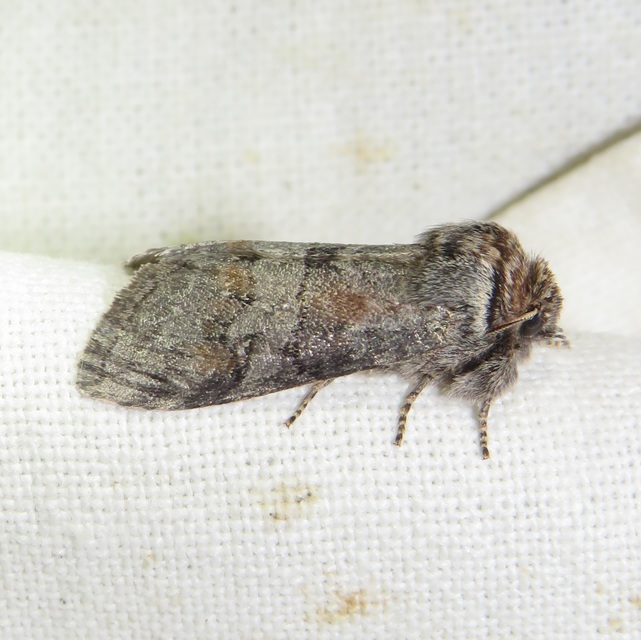Asphalia ruficollis - vörösnyakú pihésszövő