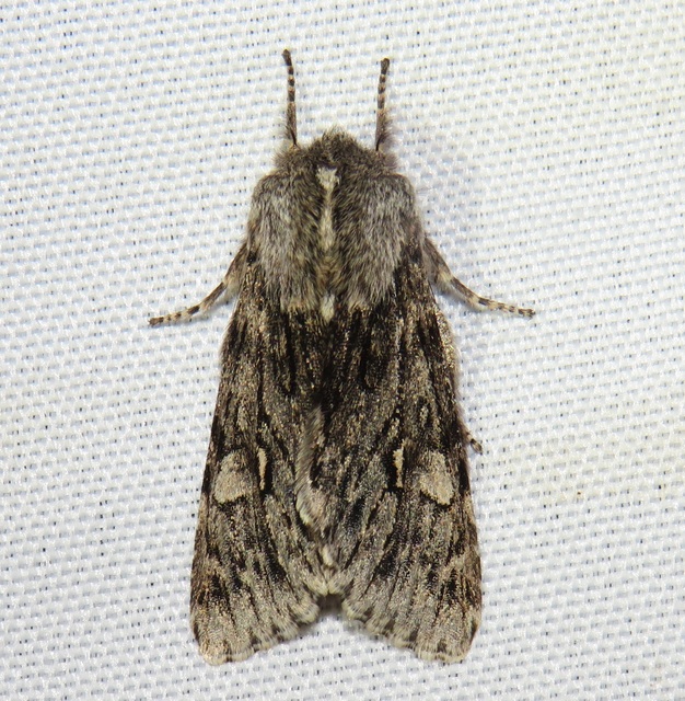 Brachionycha nubeculosa - zömök fésűsbagoly
