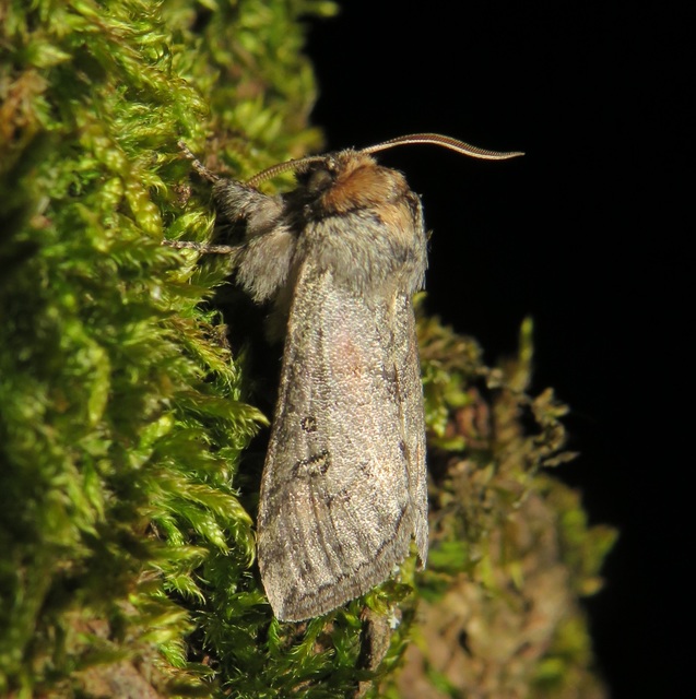 Asphalia ruficollis - vörösnyakú pihésszövő