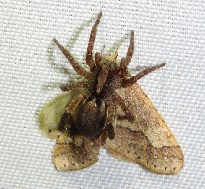 Trochosa