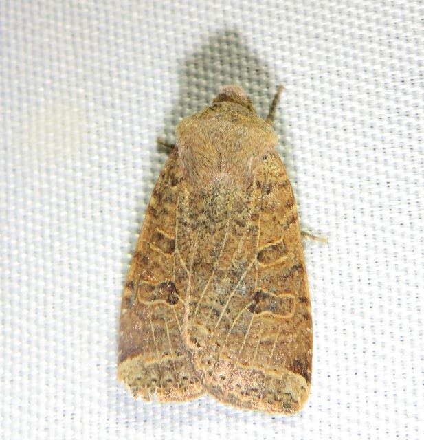 Conistra veronicae - veronika-őszibagoly
