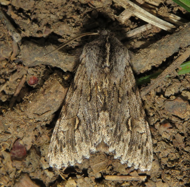 Brachionycha nubeculosa - zömök fésűsbagoly