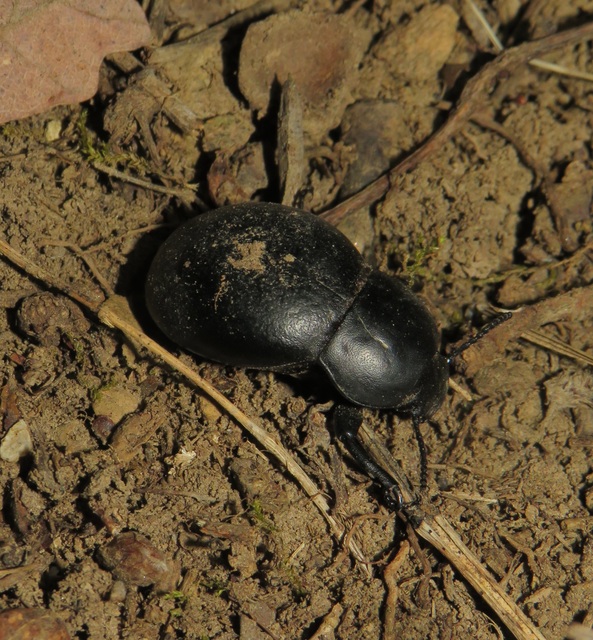 Gnaptor spinimanus - pohos gyászbogár