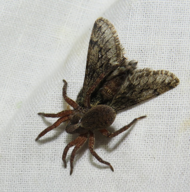 Trochosa