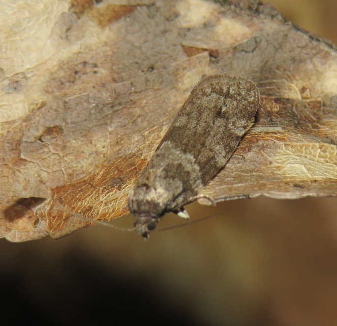 Tortricodes alternella - tavaszi sodrómoly