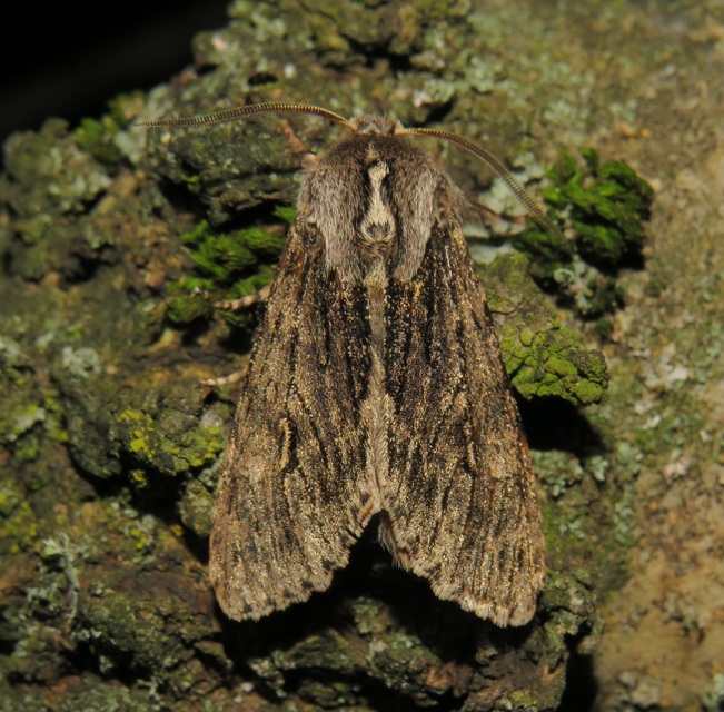 Brachionycha nubeculosa - zömök fésűsbagoly