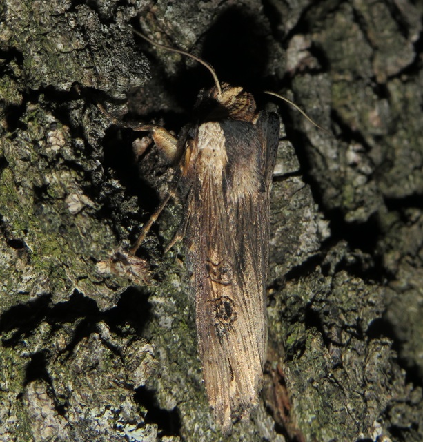 Xylena exsoleta - szürke fabagoly
