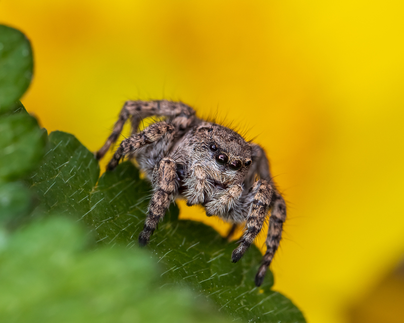 Araneae - Pókok