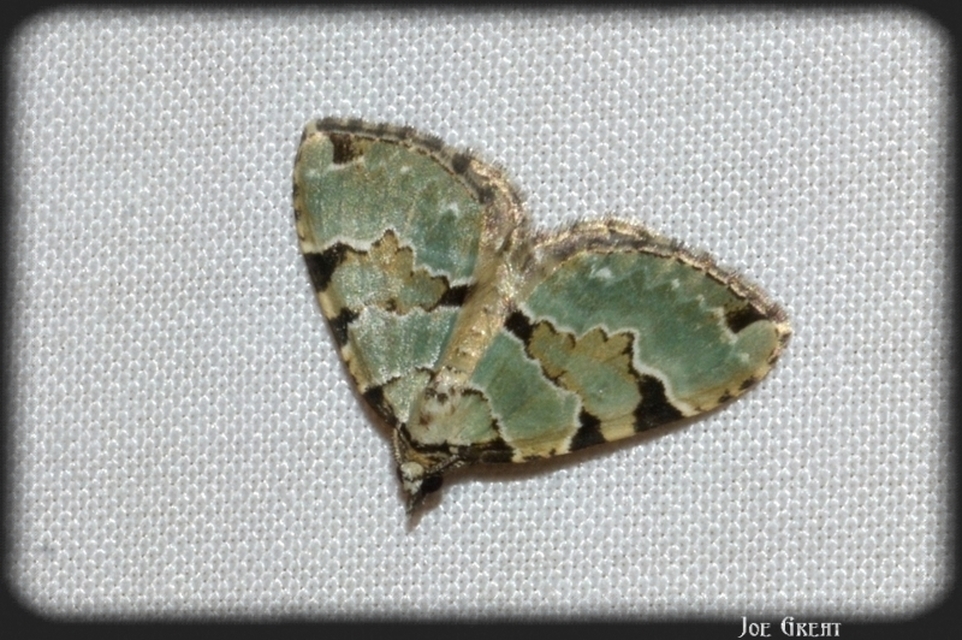Colostygia pectinataria - zöld levélaraszoló