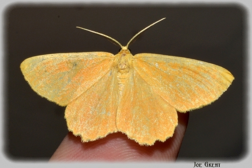 Angerona prunaria - sárga kökényaraszoló
