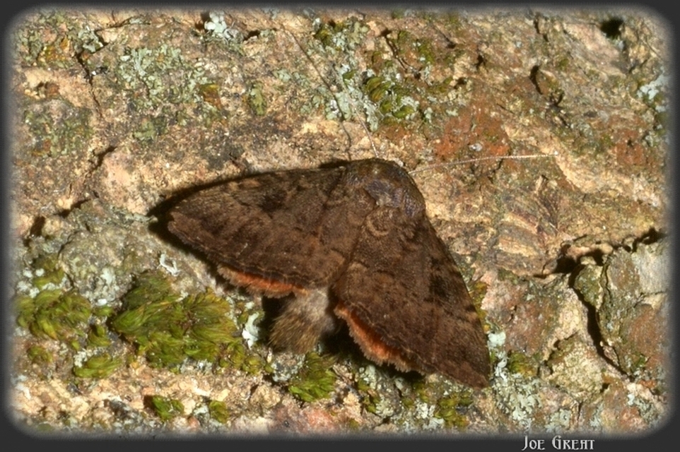 Amphipyra berbera/pyramidea