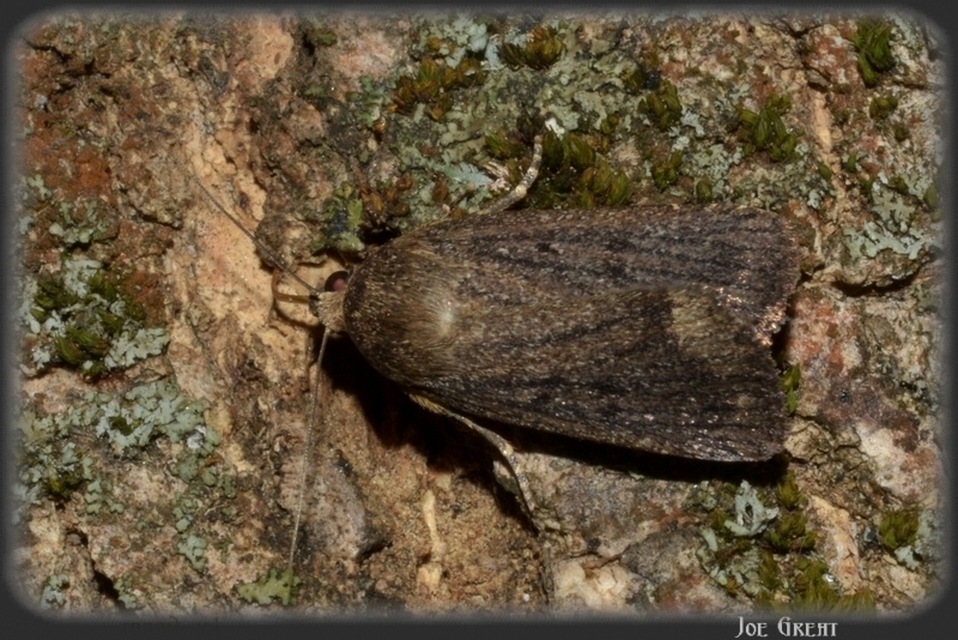 Amphipyra tragopoginis - bakszakállbagoly