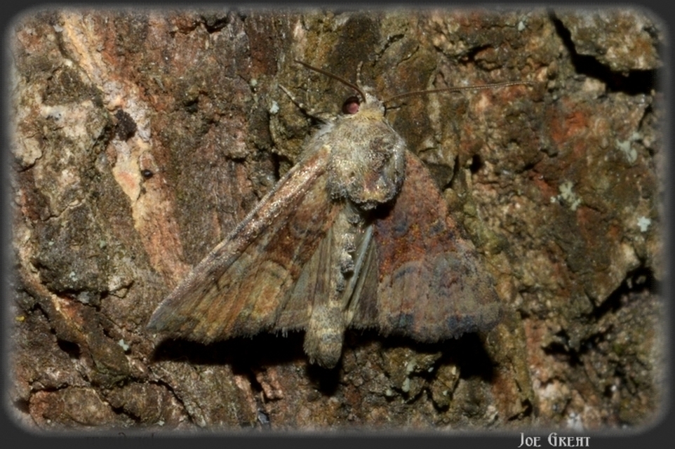 Mesoligia furuncula - kétszínű dudvabagoly