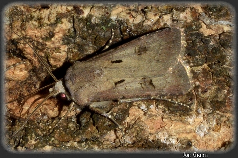 Agrotis exclamationis - felkiáltójeles földibagoly