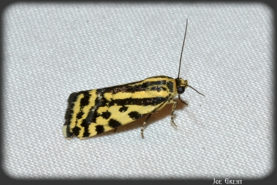 Emmelia trabealis - zebrabagoly