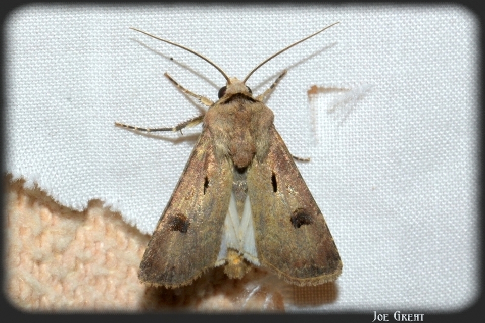 Agrotis exclamationis - felkiáltójeles földibagoly