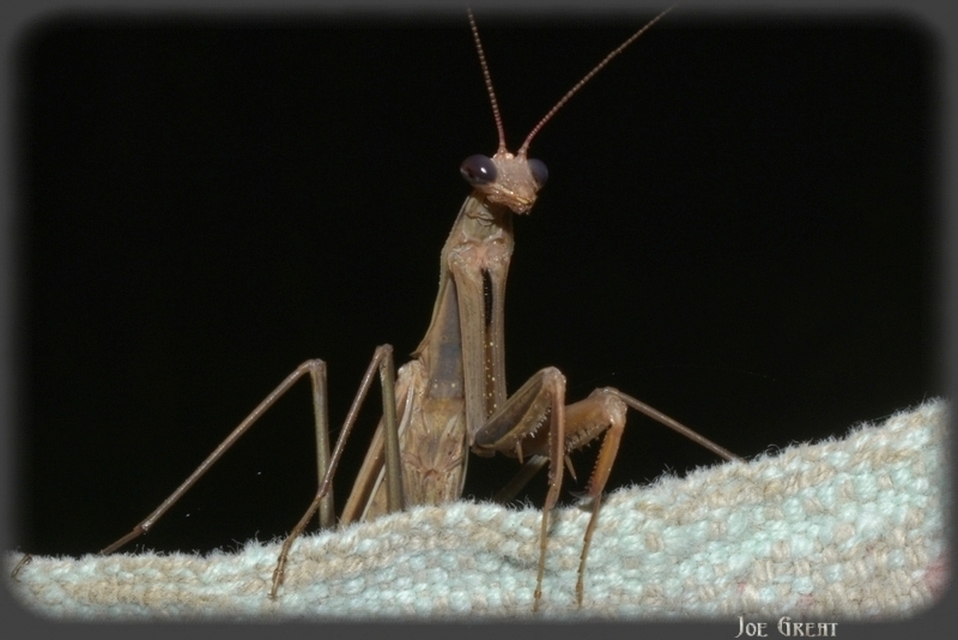 Mantis religiosa - imádkozósáska