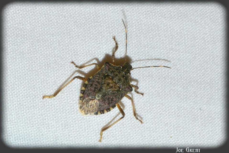 Halyomorpha halys - ázsiai márványospoloska