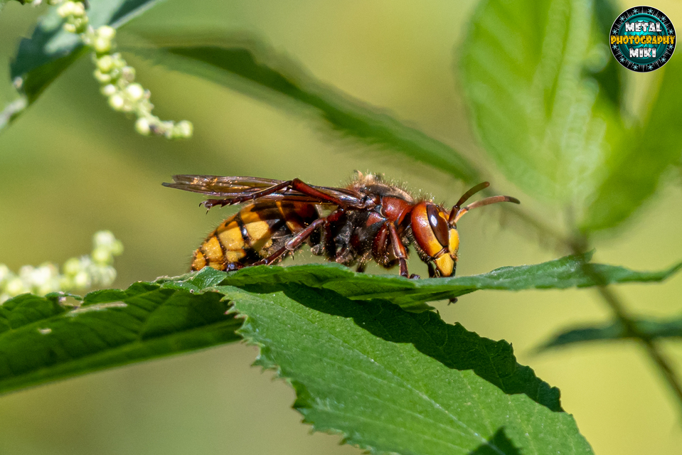 Vespa crabro - lódarázs