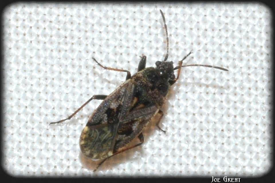 Sphragisticus nebulosus - foltos bodobács