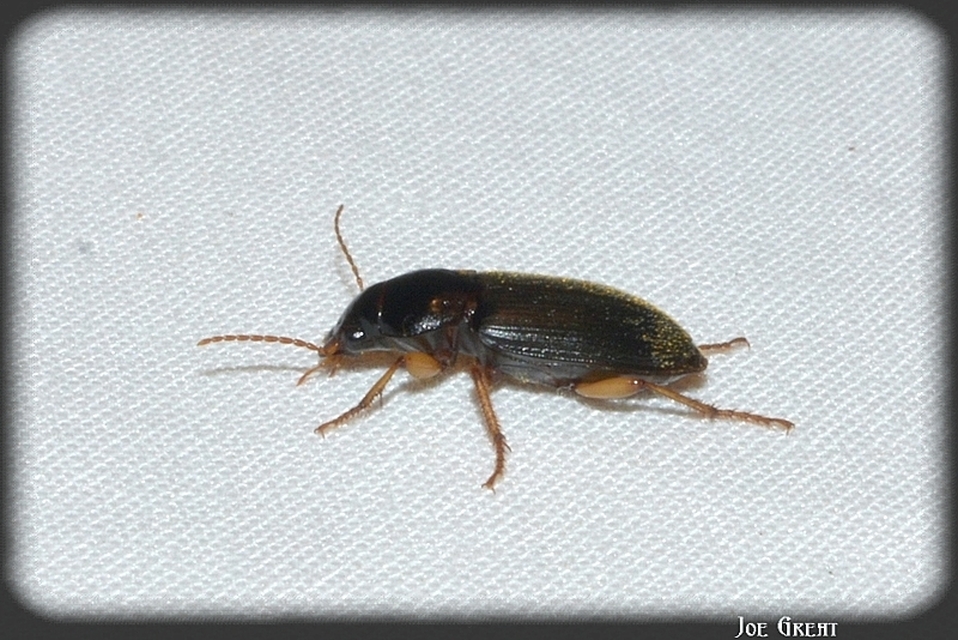 Carabidae - futóbogárfélék